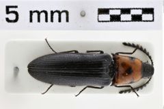Foto (Dorsalansicht) von Melanotus melanotoides (Miwa, 1930)